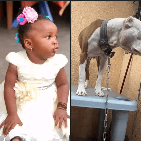 Kinshasa : Un chien de race Pitbull met fin à la vie d&rsquo;une fillette à Ndjili !