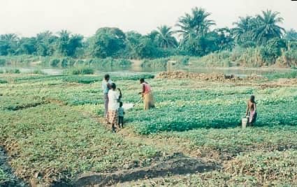 Kinshasa : Plus de 800 maraîchers expropriés attendent toujours leur indemnisation par la SIDIC depuis deux ans