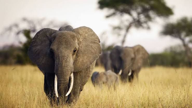Tanganyika : Une femme tuée par un éléphant en divagation à Ankoro