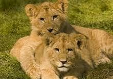 Lubumbashi : six suspects arrêtés avec trois lionceaux à bord d’un véhicule