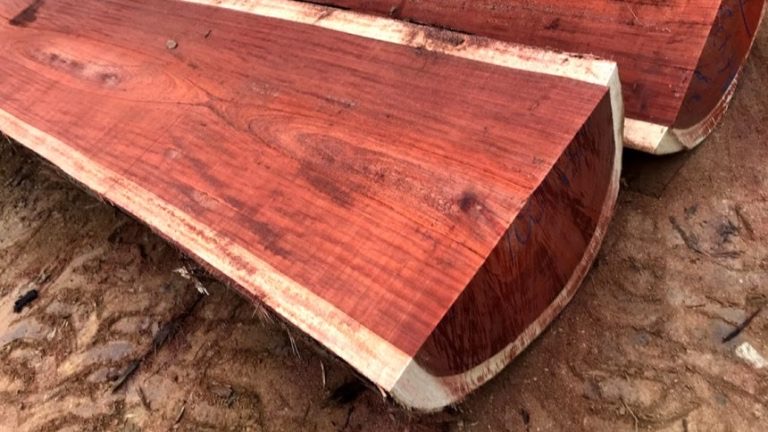 RDC :  Le gouvernement suspend l’exploitation du bois rouge pour préserver la forêt congolaise