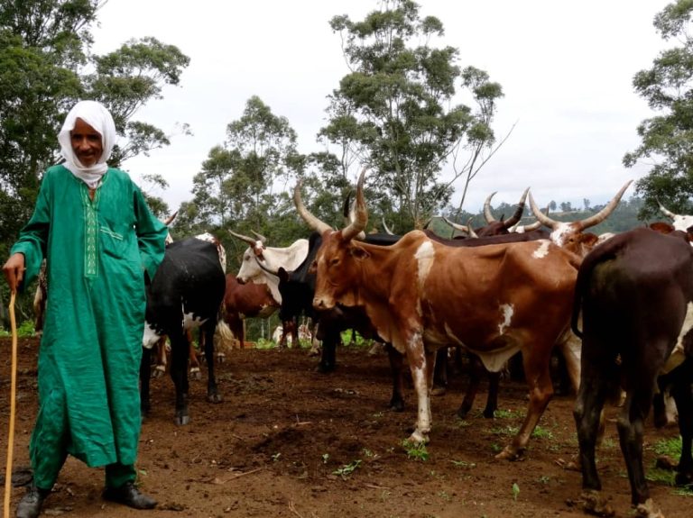 Nord-Ubangi : Tensions autour de la présence des Mbororo et de leurs vaches à Businga