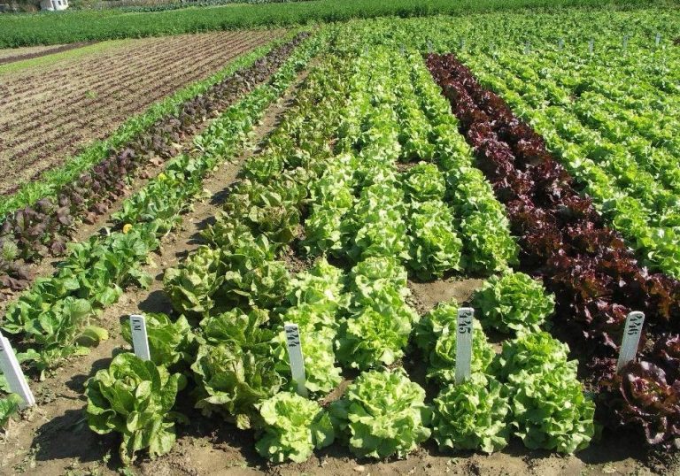RDC : Le PNUD salue la restauration de 14 000 hectares de forêts et la réhabilitation de 40 000 hectares agricoles