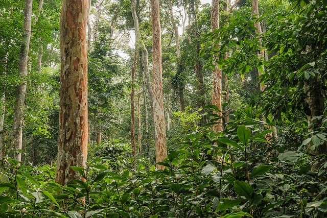PIREDD au Kwilu : Six ans de progrès pour la restauration forestière et le développement local