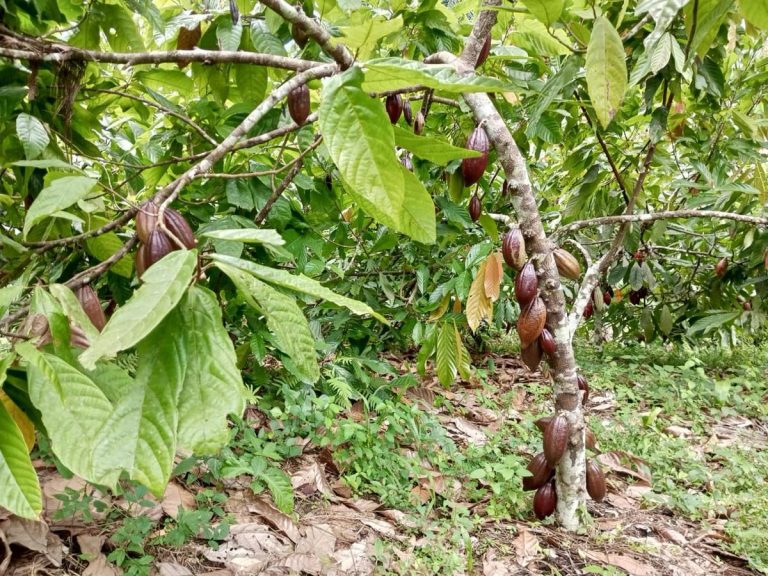 Mambasa : Hausse alarmante des vols agricoles dans la chefferie de Babila Babombi