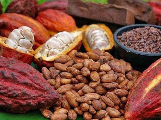 RDC : Le gouvernement met l’accent sur la sécurisation des récoltes de cacao et de café dans l’Est