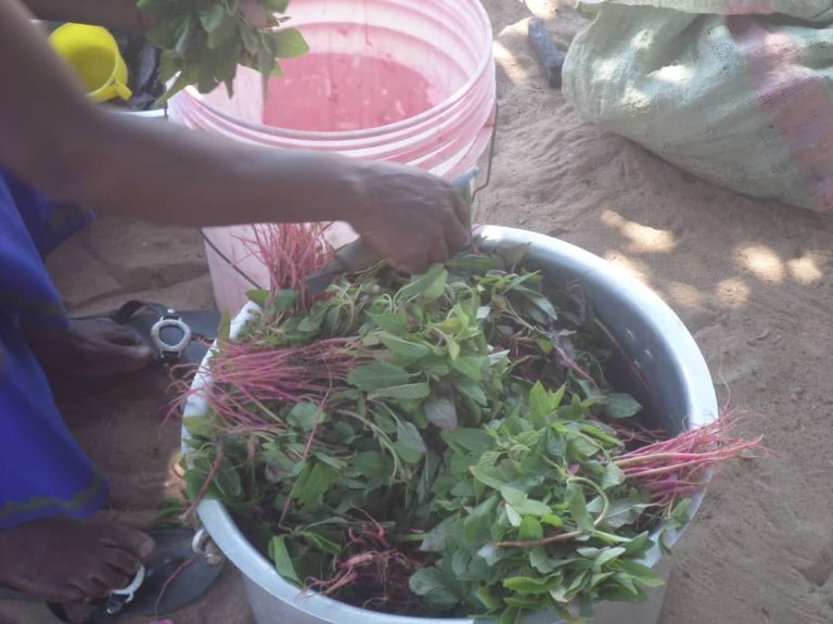 Kasaï-Central : Comment l’allaitement et les produits locaux contribuent à lutter contre la malnutrition infantile