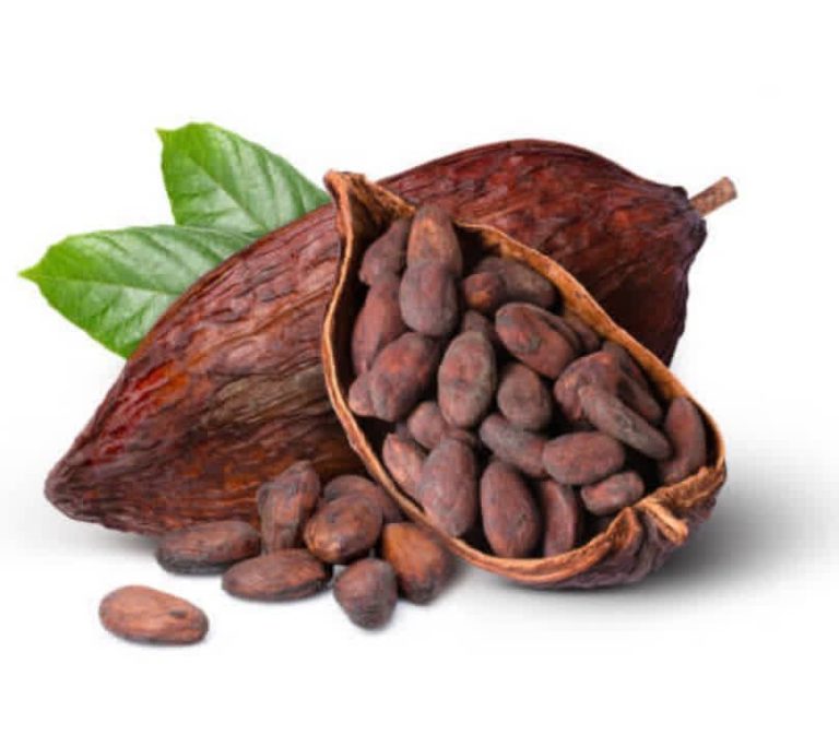 RDC : Le prix du cacao en baisse sur les marchés internationaux