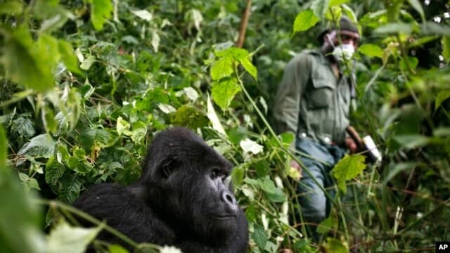 Nord-Kivu : suspension des patrouilles au parc de Virunga et appel à des cultures vivrières