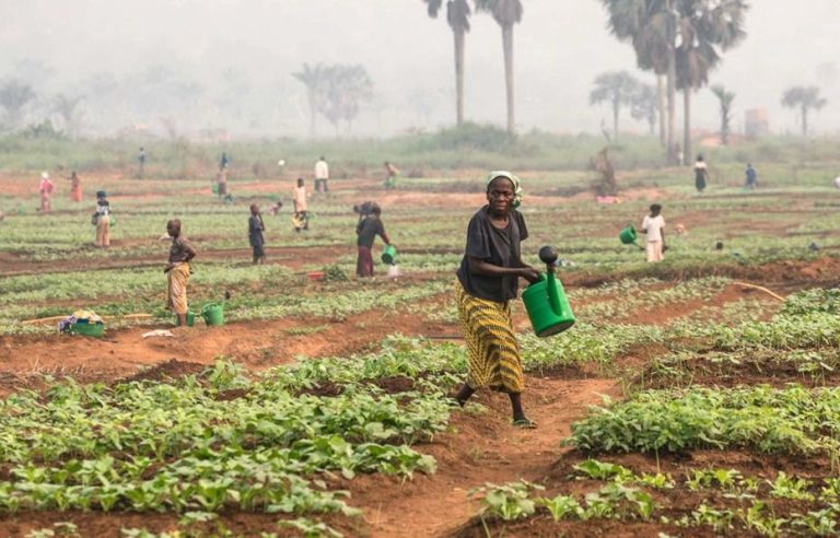 Tshuapa et Walikale : Le ministère de l’Agriculture évalue la campagne 2025-2026 et prépare la distribution d’intrants