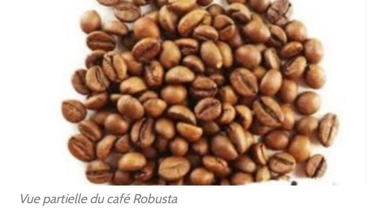 Marché mondial : Baisse de 3,88 % du prix du café Robusta congolais