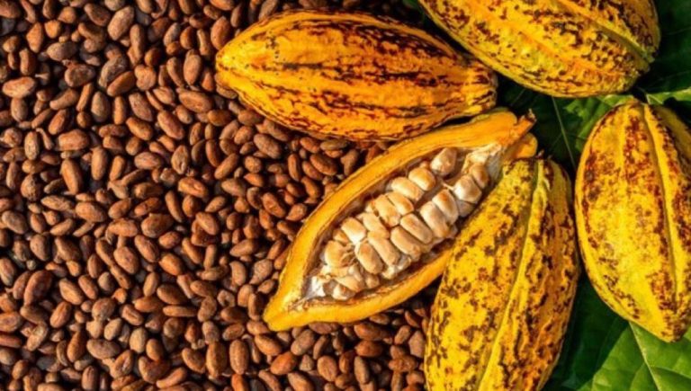 RDC : Baisse du cours de Cacao face à la résilience des cafés et des cultures vivrières