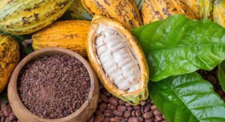 RDC : Le prix du kilogramme de cacao en baisse de 3,74 % à l’international