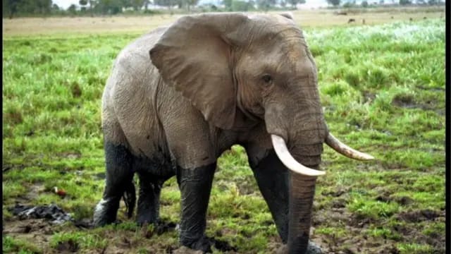 Rutshuru : Un éléphant de l&rsquo;ICCN non encadré cause des morts et des blessés à Nyamilima