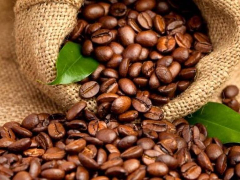 Nord-Kivu et Ituri : 12 000 agriculteurs bénéficient d’un programme quinquennal de relance du café robusta