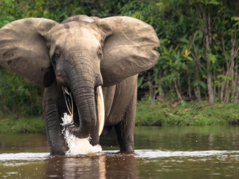 Kwango : La peur s’installe à Kikwati, des éléphants ravagent les champs à Kasongolunda