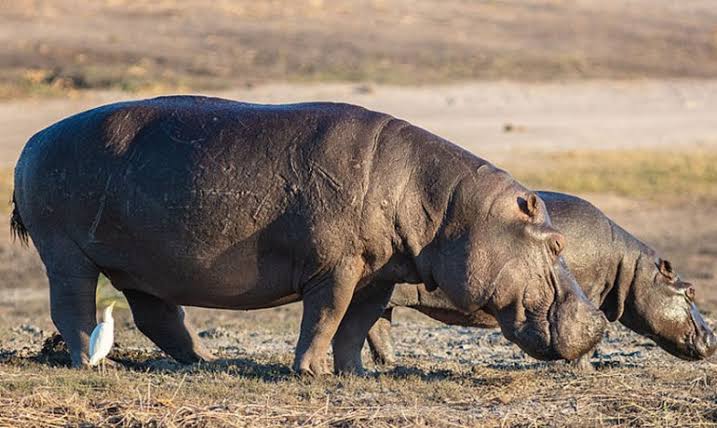 Luiza : Un hippopotame attaque un homme et lui arrache les fesses à Mueyambulu