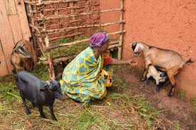 Nord-Kivu : Une maladie inconnue décime les animaux domestiques à Rutshuru