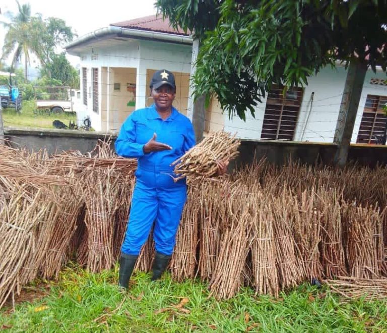 Kwango : Le gouvernement lance une opération de distribution de boutures de manioc