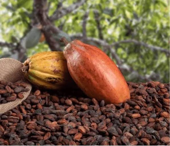 Cacao : la RDC face à un effondrement inquiétant des prix sur le marché mondial