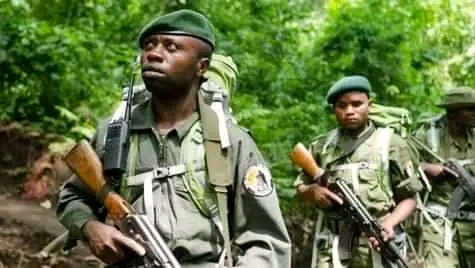Nord-kivu : au moins deux écogardes tués dans une attaque armée au parc des Virunga